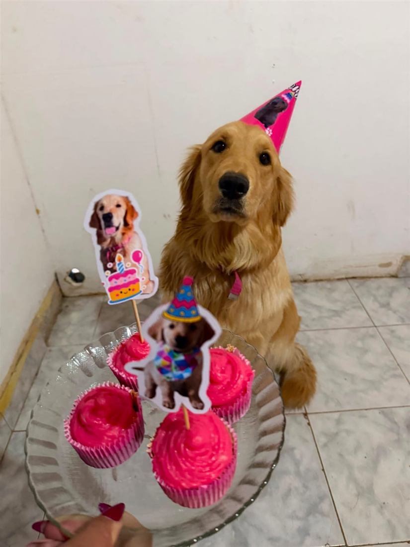 Golden retriever con gorro rosa junto a cupcakes rosas con toppers de su foto