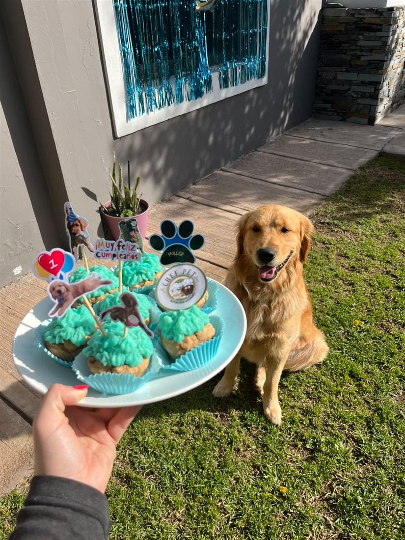 Golden retriever sonriendo en el pasto junto a un plato de cupcakes celestes
