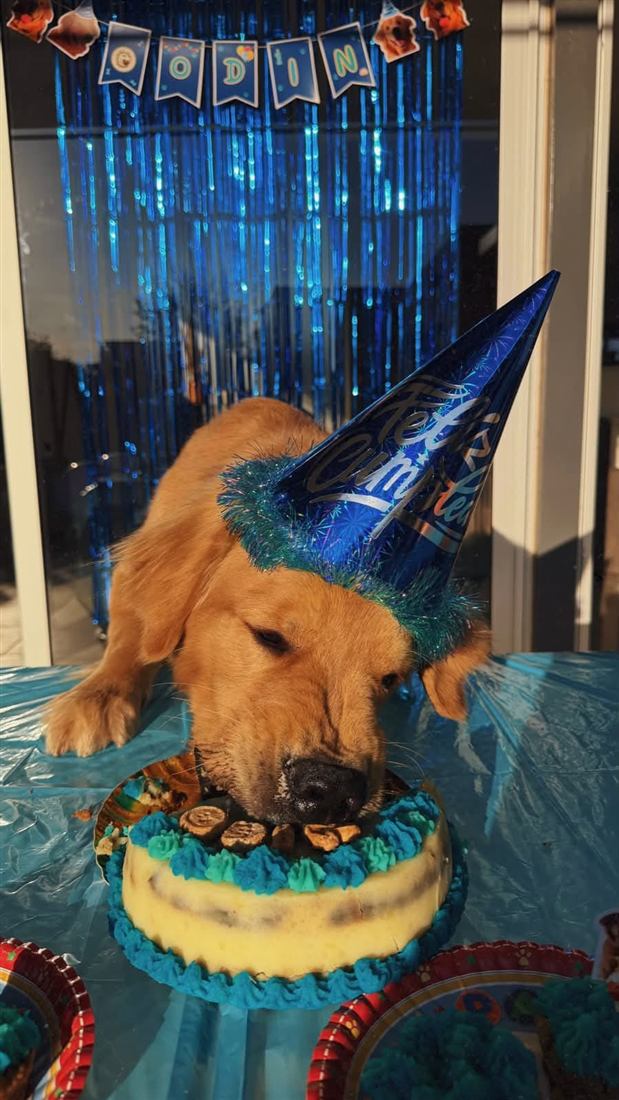 Golden retriever con gorro azul comiendo su torta de cumpleaños