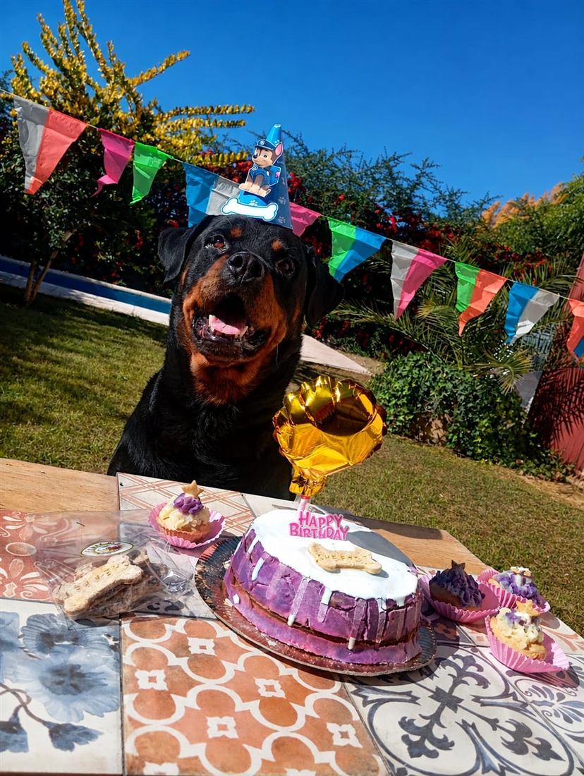 Rottweiler sonriente con gorro en un jardín, frente a una torta violeta con globo dorado