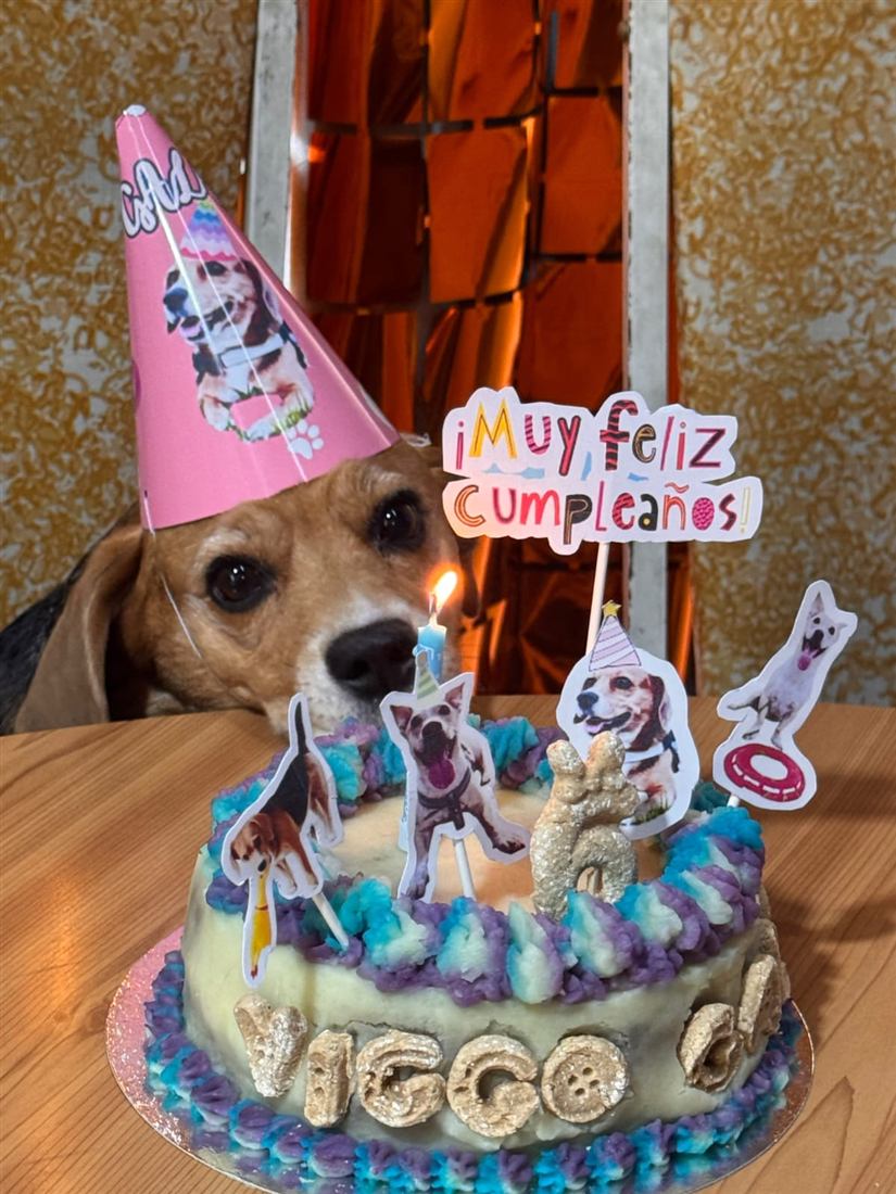 Beagle con gorro rosa frente a su torta con el nombre Viggo en galletas