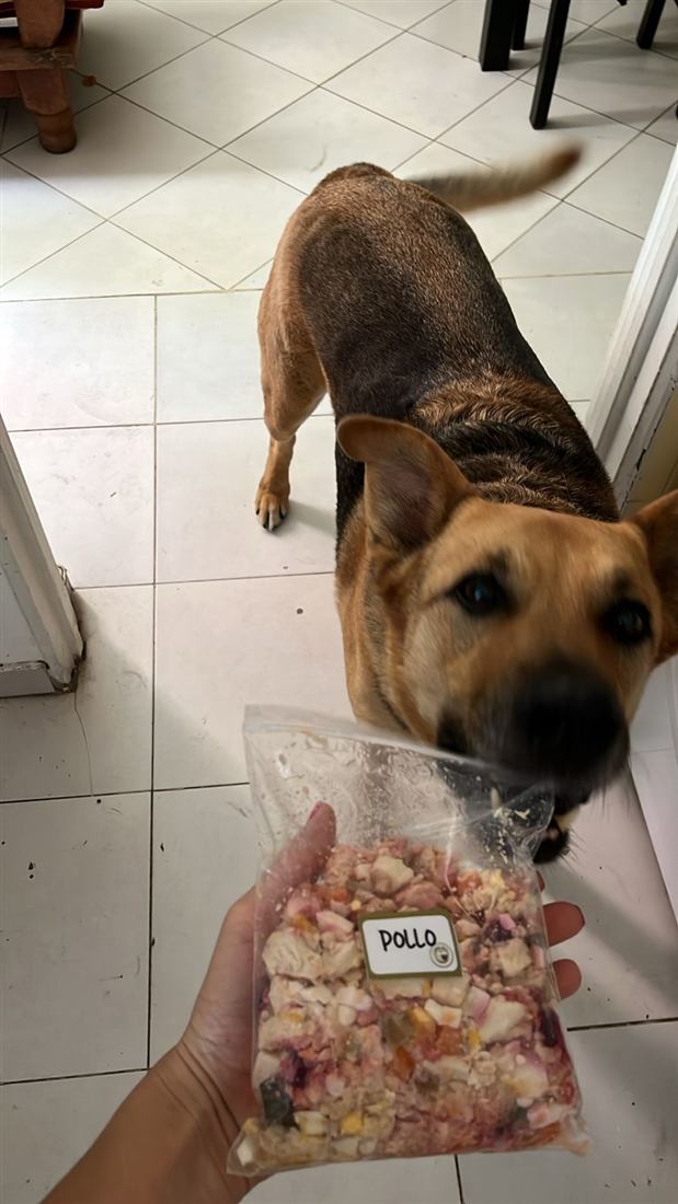 Vianda de pollo con verduras en bolsa etiquetada, y un perro que se acerca